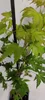 A close-up of a small Japanese maple tree with green leaves. Náhľad obrázku produktu