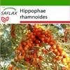 SAFLAX - rakytník - Hippophae rhamnoides - 40 Semena - S Náhled obrázku produktu 5
