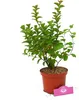 Spiraea 'Densiflora', ook wel bekend als muskusroos, in een Productafbeelding-voorbeeld 4