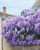 Wisteria sinensis, Chinesischer Blauregen, 40–60 cm Produktbild-Vorschau 11