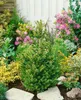 Picea abies 'Will's Zwerg', Fichte, kompakt, 50–60 cm Produktbild-Vorschau 9