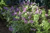 Syringa meyeri 'Palibin', Zwergflieder, lila, 60–80 cm Produktbild-Vorschau 2