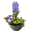 A potted arrangement of hyacinths, primroses, and ivy. Produktbild-Vorschau