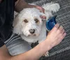 Kit di toelettatura Mikki Doodle con pettine e spazzola per Anteprima dell’immagine prodotto 6