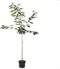 A potted young tree with green leaves and a bamboo stake, isolated on a white background. Produktbild-Vorschau