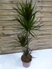 [Palmenlager] - XL Dracaena marginata "magenta" 150 cm / Produktbild-Vorschau 2