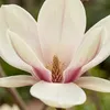 Bloomique - Magnolia Sunrise - Beaver Tree - Rośliny Podgląd zdjęcia produktu 4