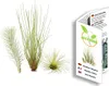 Ausgefallenes Tillandsien 3er-Set, Bromeliengewächs Produktbild-Vorschau 2
