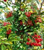 BALDUR Garten 1x Szechuan-Pfeffer, Pflanze im 1 Liter-Topf, Produktbild-Vorschau 1
