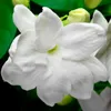 Yodeyma - Mia-W-100ml - Parfums - Femme Voir les images du produit 15