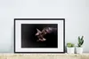 MuchoWow® MuchoWow® Gerahmtes Poster Adler - Vogel - Federn Produktbild-Vorschau 4