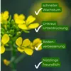 Samenshop24® Gelbsenf, Inhalt: 2kg für ca. 400m² Produktbild-Vorschau 3