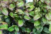 Parrotia persica 'Persian Spire'® - Säulenförmiger Produktbild-Vorschau 1
