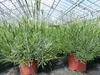 echter Lavendel XL BUSCH Ø 40cm, Höhe 40 cm, Lavandula Produktbild-Vorschau 4