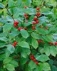 Ilex verticillata, Winterbeere, 60–80 cm, leuchtend rote Produktbild-Vorschau 9