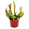 Plante tubulaire - Sarracenia "Eva" - Plante carnivore - Voir les images du produit 2