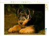 Calvendo Ein Motiv aus dem Kalender Airedale Terrier Welpen Produktbild-Vorschau 3