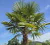 A palm tree against a blue sky. Produktbild-Vorschau