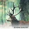 Novart Wandbilder Wald Hirsch - KOMPLETT AUFHÄNGFERTIG - Produktbild-Vorschau 8