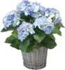Emerald Künstliche Hortensie - Levi | 45 cm, für drinnen, Produktbild-Vorschau 2