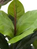 EUROPALMS Gummibaum, Kunstpflanze, 100cm Produktbild-Vorschau 2