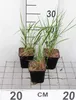 6 x Calamagrostis acut. 'Karl Foerster' - Reitgras Karl Produktbild-Vorschau 1