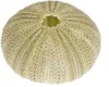 Seeigel Gehäuse grün ca. 5cm | Seeigelgehäuse | Produktbild-Vorschau 2