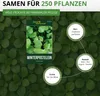 A seed packet for Winterpostelein (Claytonia perfoliata) is shown against a background of green leaves. Information circles detail the botanical name, sowing times, and harvest time. Produktbild-Vorschau
