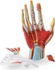 Hand Anatomie Modell lebensgroß mit Arterien und Venen Produktbild-Vorschau 2