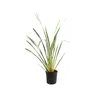 Neuseelandflachs  - Phormium tenax 'Variegatum'  | 60-80 cm Produktbild-Vorschau 2
