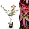 GreenboutiQ - Balkonpflanze - Japanischer Ahorn - Acer Produktbild-Vorschau 1