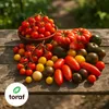 Toraf Tomaten Saatgut Set XXXL, 8 Sorten, ca. 800 Pflanzen, Produktbild-Vorschau 3