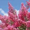 Bakker.com - Lagerströmie rosa, Der topf / Ø 9cm / Produktbild-Vorschau 4