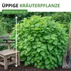 Zitronenmelisse  Samen - Melissa officinalis - Produktbild-Vorschau 3