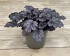 Heuchera 'Milan' - Purpurglöckchen 'Milan', im Topf 12 cm - Produktbild-Vorschau 1