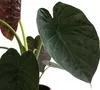 Dehner Pfeilblatt, Alocasia Wentii, großes Blattwerk, 45 cm Produktbild-Vorschau 2
