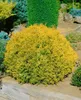 Thuja occidentalis 'Rheingold', Lebensbaum, goldgelb, 50–60 Produktbild-Vorschau 8