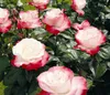 Dehner Rose Edelrose Nostalgie®, Züchter Tantau, Produktbild-Vorschau 1