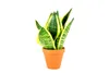 Gardners Sansevieria Hahnii mix, priemer 6 cm Náhľad obrázku produktu 1