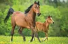TREFL Display Puzzle World of Horses 54 Teile (40 Stück) Produktbild-Vorschau 7