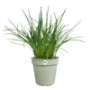 Anzuchttopf Elho Green Basics Kunststoff Ø 15 cm H 13,9 cm Produktbild-Vorschau 2