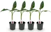 GreenboutiQ - Obstpflanze - Bananenpflanze - Musa Produktbild-Vorschau 1