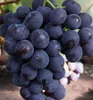 Tafeltraube ´ROŠFOR´ 30-40 cm, Cont. 3 l Produktbild-Vorschau 5