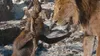 Mufasa: Der König der Löwen Produktbild-Vorschau 5