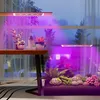 Indoor plants under grow lights, with a table and window in the background. Anteprima dell’immagine prodotto