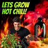 Homegrow24 Chili Dünger, Dünger für alle Chilipflanzen, 500 Produktbild-Vorschau 3