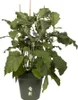 Elho Anzuchttopf 40cm laubgrün green basics, B90884 Produktbild-Vorschau 3