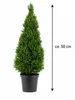 Picea glauca Conica 50 cm Zuckerhutfichte Zwergfichte Produktbild-Vorschau 5