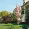 Prunus serrulata 'Amanogawa', Japanische Säulenkirsche, Produktbild-Vorschau 11