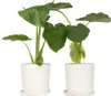 Alokasie - 2 Stk - Alocasia 'Macrorrhizos' - Höhe 60-70cm - Produktbild-Vorschau 6